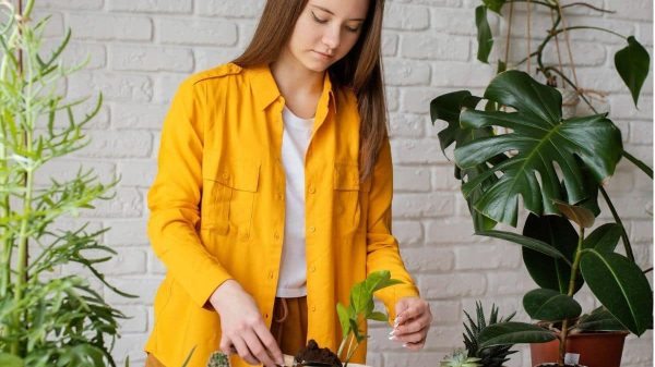 how do clothes come from plants